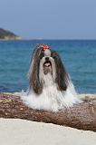 SHIH TZU 049